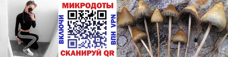 Галлюциногенные грибы Cubensis Котельники